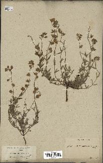 spécimen de Helianthemum apenninum