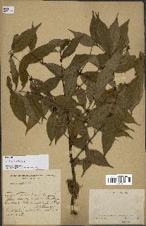 spécimen de Lasianthus sp.