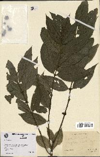 spécimen de Lasianthus sp.
