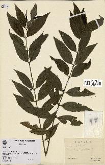spécimen de Lasianthus sp.
