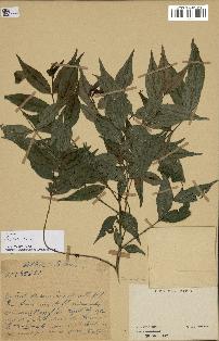 spécimen de Lasianthus sp.