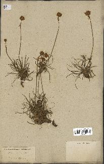 spécimen de Armeria maritima