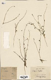 spécimen de Calepina irregularis