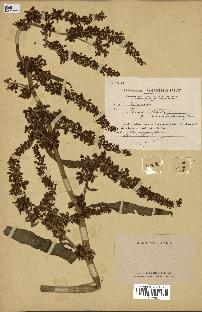 spécimen de Rumex patientia