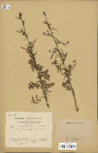 spécimen de Sisymbrium officinale