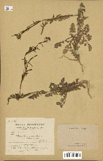 spécimen de Sisymbrium orientale