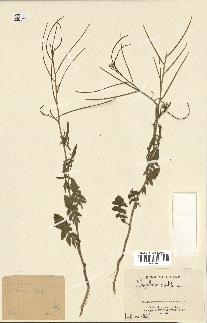 spécimen de Sisymbrium orientale
