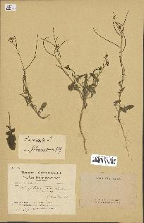 spécimen de Sisymbrium orientale