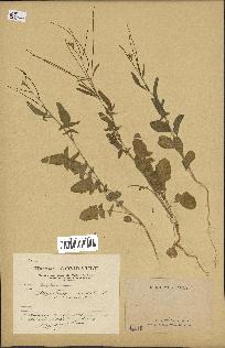 spécimen de Sisymbrium orientale