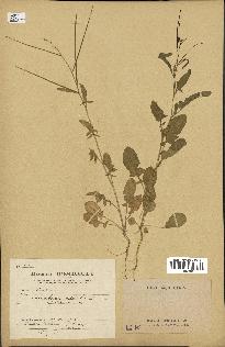 spécimen de Sisymbrium orientale