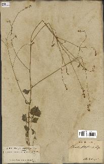 spécimen de Crambe hispanica