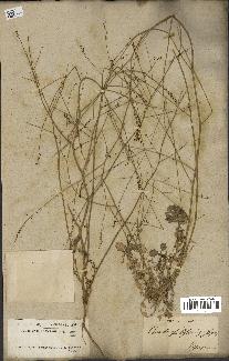 spécimen de Crambe hispanica