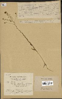 spécimen de Neslia paniculata