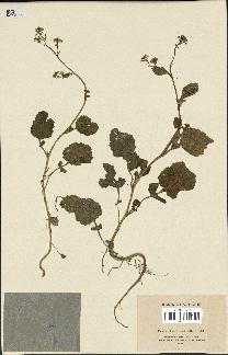 spécimen de Crambe hispanica