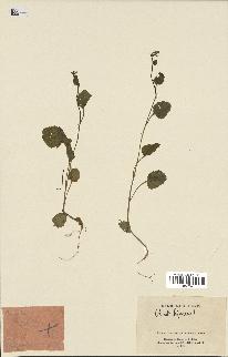 spécimen de Crambe hispanica