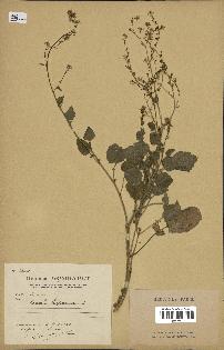 spécimen de Crambe hispanica