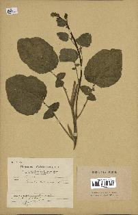 spécimen de Crambe hispanica