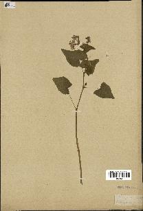 spécimen de Polygonum fagopyrum