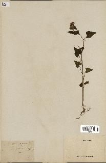 spécimen de Polygonum fagopyrum