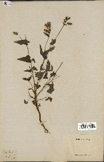 spécimen de Polygonum fagopyrum