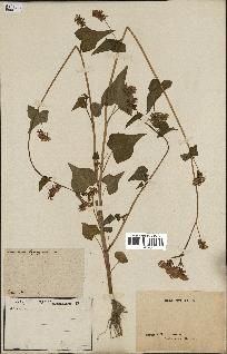 spécimen de Polygonum fagopyrum