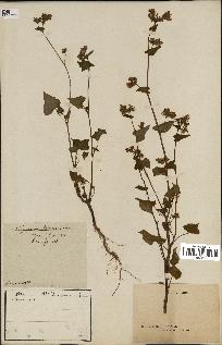 spécimen de Polygonum fagopyrum