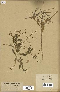 spécimen de Malcolmia africana