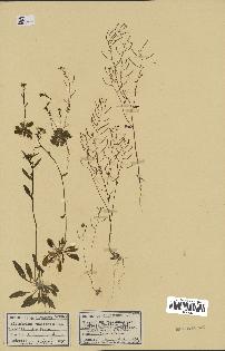 spécimen de Arabidopsis thaliana