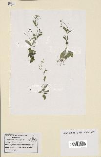 spécimen de Arabidopsis thaliana
