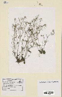 spécimen de Arabidopsis thaliana