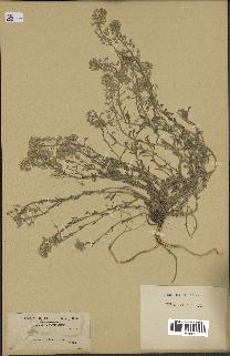 spécimen de Alyssum montanum
