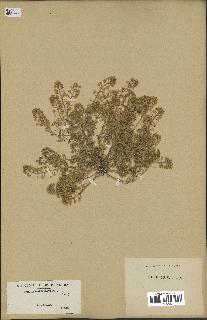 spécimen de Alyssum montanum