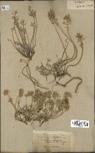 spécimen de Alyssum montanum