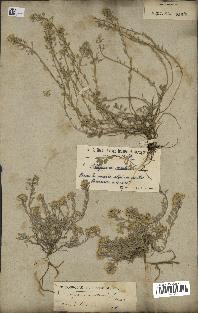spécimen de Alyssum montanum