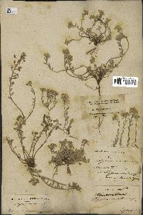 spécimen de Alyssum montanum