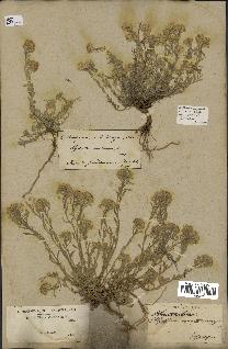 spécimen de Alyssum montanum