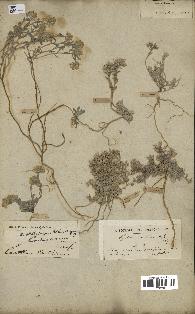 spécimen de Alyssum montanum
