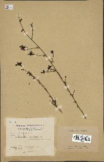 spécimen de Plumbago europaea