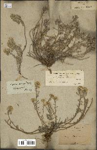 spécimen de Alyssum montanum