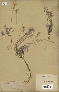 spécimen de Alyssum montanum