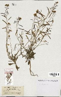 spécimen de Diplotaxis harra