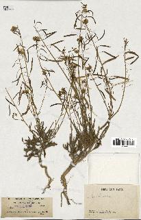 spécimen de Diplotaxis harra