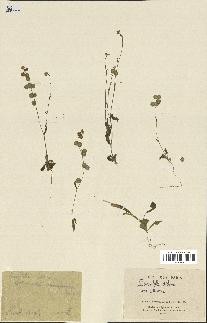 spécimen de Biscutella didyma