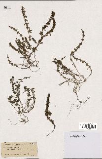 spécimen de Valantia hispida