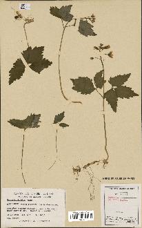 spécimen de Cardamine diphylla