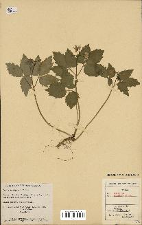 spécimen de Cardamine diphylla