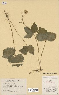 spécimen de Cardamine diphylla