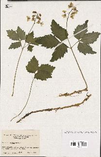 spécimen de Cardamine diphylla
