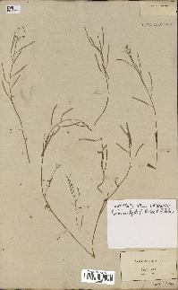 spécimen de Arabidopsis lyrata