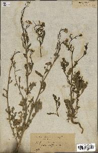 spécimen de Brassica nigra